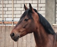 Our junior team member Kilkelly Robin is growing up!
